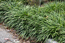Big Blue Lily Turf (Liriope muscari 'Big Blue') at A Very Successful Garden Center