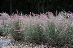 Pink Flamingo Muhly Grass (Muhlenbergia 'Pink Flamingo') at A Very Successful Garden Center