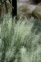White Cloud Muhly Grass (Muhlenbergia capillaris 'White Cloud') at Lakeshore Garden Centres
