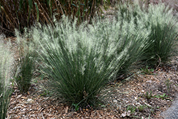 White Cloud Muhly Grass (Muhlenbergia capillaris 'White Cloud') at A Very Successful Garden Center