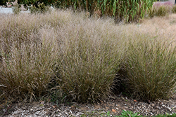 Shenandoah Reed Switch Grass (Panicum virgatum 'Shenandoah') at A Very Successful Garden Center