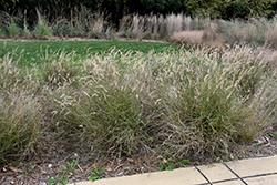 Karley Rose Oriental Fountain Grass (Pennisetum orientale 'Karley Rose') at Stonegate Gardens