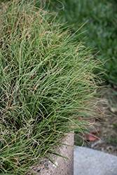 Poverty Grass (Danthonia spicata) at A Very Successful Garden Center