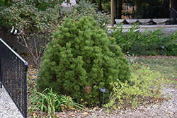 Mint Truffle Bosnian Pine (Pinus heldreichii 'Mint Truffle') at Stonegate Gardens