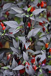 Royal Black Ornamental Pepper (Capsicum annuum 'Royal Black') at A Very Successful Garden Center