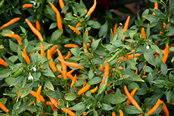 Orange Thai Hot Pepper (Capsicum annuum 'Orange Thai') at A Very Successful Garden Center