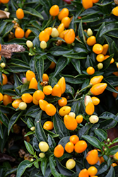 Sedona Sun Ornamental Pepper (Capsicum annuum 'Sedona Sun') at A Very Successful Garden Center