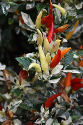 Shu Ornamental Pepper (Capsicum annuum 'Shu') at A Very Successful Garden Center