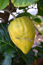 Citron (Citrus medica) at A Very Successful Garden Center