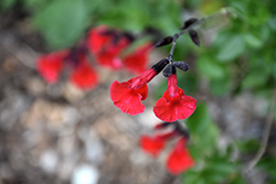 Red Velvet Sage (Salvia x jamensis 'Red Velvet') at A Very Successful Garden Center
