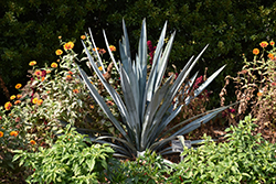 Tequila Agave (Agave tequilana) at Stonegate Gardens