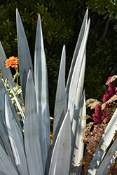 Tequila Agave (Agave tequilana) at Stonegate Gardens