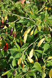 Aji Amarillo Pepper (Capsicum baccatum 'Aji Amarillo') at A Very Successful Garden Center