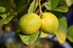 Key Lime (Citrus aurantifolia) at A Very Successful Garden Center