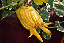 Buddha's Hand Citron (Citrus medica var. sarcodactylis) at Stonegate Gardens