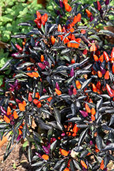 Explosive Ember Ornamental Pepper (Capsicum annuum 'Explosive Ember') at A Very Successful Garden Center