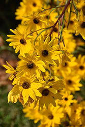 Narrow-leaved Sunflower (Helianthus angustifolius) at A Very Successful Garden Center