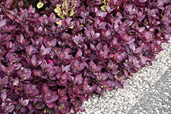 Purple Prince Alternanthera (Alternanthera brasiliana 'Purple Prince') at Lakeshore Garden Centres
