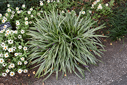 Silvery Sunproof Variegated Lily Turf (Liriope muscari 'Silvery Sunproof') at Lakeshore Garden Centres