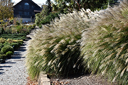 Gracillimus Maiden Grass (Miscanthus sinensis 'Gracillimus') at Lakeshore Garden Centres