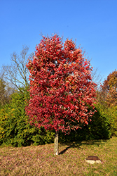 Autumn Flame Red Maple (Acer rubrum 'Autumn Flame') at A Very Successful Garden Center