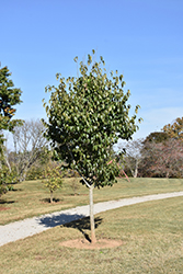 Emerald Pointe Hardy Rubber Tree (Eucommia ulmoides 'Empozam') at A Very Successful Garden Center