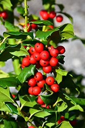 China Girl Meserve Holly (Ilex x meserveae 'China Girl') at A Very Successful Garden Center