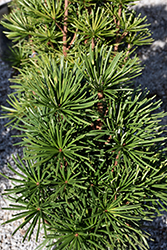 Green Star Umbrella Pine (Sciadopitys verticillata 'Green Star') at A Very Successful Garden Center