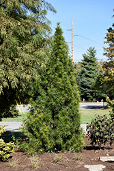 Joe Kozey Umbrella Pine (Sciadopitys verticillata 'Joe Kozey') at A Very Successful Garden Center