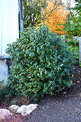 American Spice Viburnum (Viburnum x burkwoodii 'American Spice') at A Very Successful Garden Center