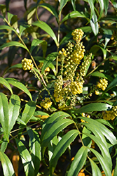 Soft Caress Mahonia (Mahonia eurybracteata 'Soft Caress') at Stonegate Gardens