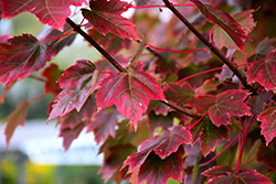 Brandywine Red Maple (Acer rubrum 'Brandywine') at Green Thumb Garden Centre
