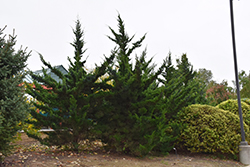 Canaertii Redcedar (Juniperus virginiana 'Canaertii') at Stonegate Gardens