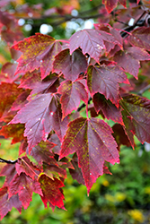 Red Sunset Red Maple (Acer rubrum 'Franksred') at A Very Successful Garden Center