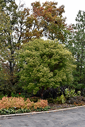 Girard's Hybrid Paperbark Maple (Acer griseum x nikoense) at Stonegate Gardens