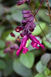Love And Wishes Salvia (Salvia 'Ser-Wish') at A Very Successful Garden Center