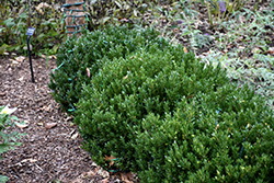 Buddy Boxwood (Buxus 'Buddy') at Lakeshore Garden Centres