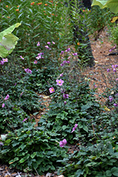 Lucky Charm Anemone (Anemone x hybrida 'Lucky Charm') at Stonegate Gardens