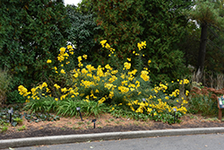 Narrow-leaved Sunflower (Helianthus angustifolius) at Stonegate Gardens