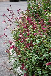 Wendy's Wish Sage (Salvia 'Wendy's Wish') at A Very Successful Garden Center