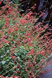 Ember's Wish Salvia (Salvia 'Sal1010-1') at Lakeshore Garden Centres