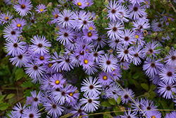 October Skies Aster (Symphyotrichum oblongifolium 'October Skies') at A Very Successful Garden Center