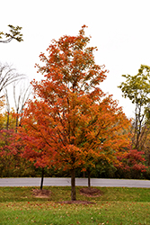Norwegian Sunset Maple (Acer 'Keithsform') at Lakeshore Garden Centres