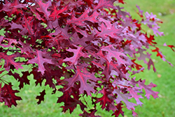 Scarlet Oak (Quercus coccinea) at A Very Successful Garden Center