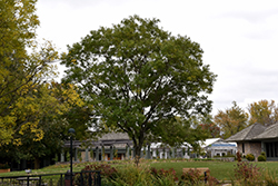 Regent Japanese Pagoda Tree (Sophora japonica 'Regent') at Lakeshore Garden Centres