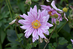 Alice Anemone (Anemone x hybrida 'Alice') at A Very Successful Garden Center
