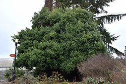 Chinese Evergreen Oak (Quercus myrsinifolia) at A Very Successful Garden Center