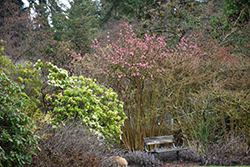 Dawn Viburnum (Viburnum x bodnantense 'Dawn') at Stonegate Gardens