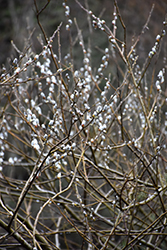 Dune Willow (Salix hookeriana) at Lakeshore Garden Centres