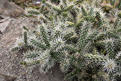 Whipple's Cholla (Cylindropuntia whipplei) at A Very Successful Garden Center